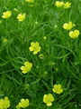 Ranunculus Arvensis
